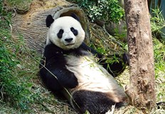 Намереният в България вид е много по късен и еволюирал от