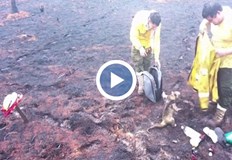 Видеото със спасения от горски пожар мравояд стана хит в интернетПожарникари