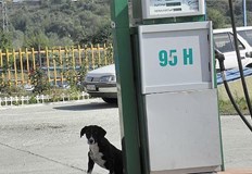 Бензинът по бензиностанциите в България за изминалия един месец е поевтинял с 13