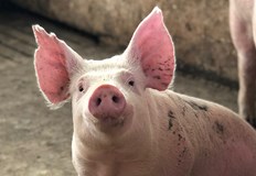 Изследването повдига етични въпроси относно определението за смъртУчените предупреждават че