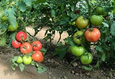 Стопанинът е подал сигнал на телефон 112Кражбата е станала вчера