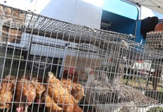 Цената на яйцата се повлиява от цената на храната за