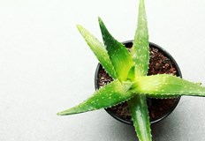 Тези осем стайни растения са олицетворение на лесно отглежданеЕто защо