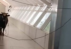 Антикапиталисти ли са биковете Този въпрос заинтригува Израел след като огромно