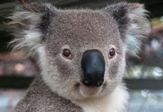 С около 7 7 милиона квадратни километра Австралия е най малкият континент