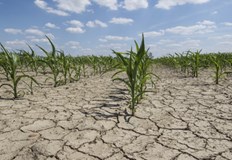 Безводието причини сериозни щети на реколтата от царевица в ДобруджаЗаради