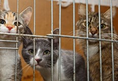 Животните са били натъпкани в ръждясали клетки открити от полицията