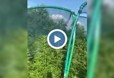 След сигнал за отглеждан канабис в с Литаково местност Жидовник