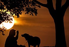 Животните са изложени на риск също да се заразят с