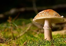 Различни видове диворастящи гъби показват стойности от над 1000 бекерела