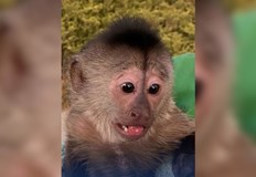 Тя е взела мобилния телефон на зоологическата градина който бил