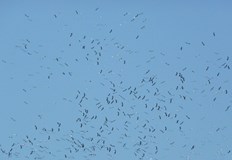 Уникално явление заснеха хората на българското мореМиграцията на щъркелите се