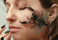 В България са разпространени скорпиони от семейството на EuscorpiidaeТе са