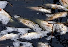 Успяха да спасят само малък брой живи риби които бяха