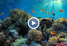 За пръв път от 36 години се наблюдава най голямо количество коралиДве трети