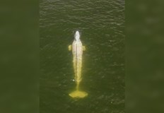 Френски природозащитници работят денонощно опитвайки се да нахранят опасно отслабнал