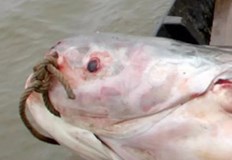 Семейство от Свищов улови огромен сом в река ДунавРибата по дълга от човек се е превърнала в истинска