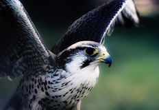 Екстравагантната идея възникна след нашествие на гълъбиМетрото на Сан Франциско