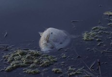 Полските власти предупредиха гражданите да не влизат във водатаТонове мъртва