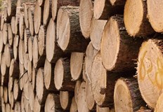 Търсенето на дърва за огрев е увеличено още от есента