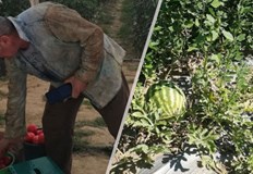 Един от последните мохикани на диненото производството Данчо Колев вече