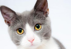 Днес е световният ден на котката едно от най познатите