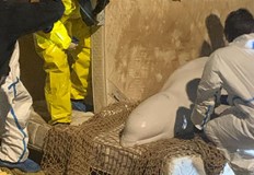 Акцията по спасяването на едрия морски бозайник приключи но той