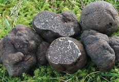 Брането на трюфели се оказва доходоносна дейностОпитни гъбари от Велико