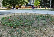 Започна засаждането на над 7000 нови цветя в РусеЗадачата е