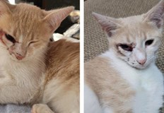 72 годишният мъж стрелял по двете малки котета с въздушна пушкаЗа това сигнализира Иванина