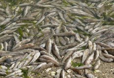 В Своге е започнало е изваждането и транспортирането в екарисаж