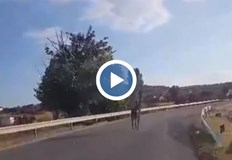 Магаре без ездач бодро препуска по шосето от Минерални бани