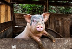 В румънския окръг Гюргево който е само на няколко километра