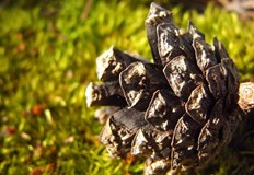 В понеделник в Североизточна България ще е предимно слънчево с