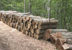 Търсенето на дървесина растеТази година то е два пъти по голямо
