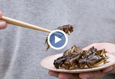 Проектът е на изследователски център в МадагаскарНасекомите се считат за