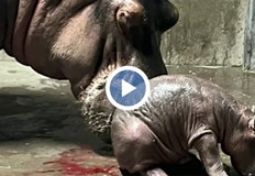 Зоопаркът в американския град Синсинати с ново попълнение 23 годишният хипопотам