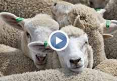 Стопани продават животните защото не могат да поемат разходите и