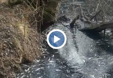 РИОСВ направиха спешна проверкаМъртва риба изплува в рекаЗлатаришка във Великотърновско