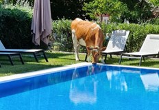 Стадо пасе покрай празните ливади крак Какао бийч Крави нападат басейните