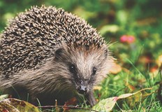  Животните от защитения вид са ловувани за да бъдат ядениТревожна