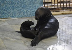 Делфинариум Варна празнува днес 38 години от създаването сиПо този