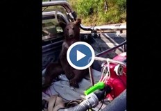 Историята е от Северозападна ТурцияВластите в северозападната провинция Дюздже спасиха