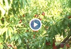 В Карнобат където е най голямата прасковена градина в Бургаска област