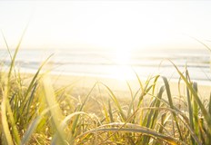 Следобед по Северното Черноморие ще превалиПрез нощта времето ще е