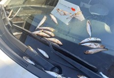 Нова стратегия във войната за паркомясто край морето откриха в