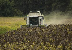 Пропаднали площи няма но добивът е по нисъкЖътвата на слънчоглед е