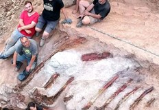 Той е на завропод най големият известен досега вид динозавриУчени