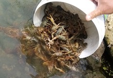 При проверка контролните органи залавят нарушител извършващ улов на рациСлед извършена рутинна