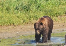Сигнал за мечка влязла в двор на къща в Смолян